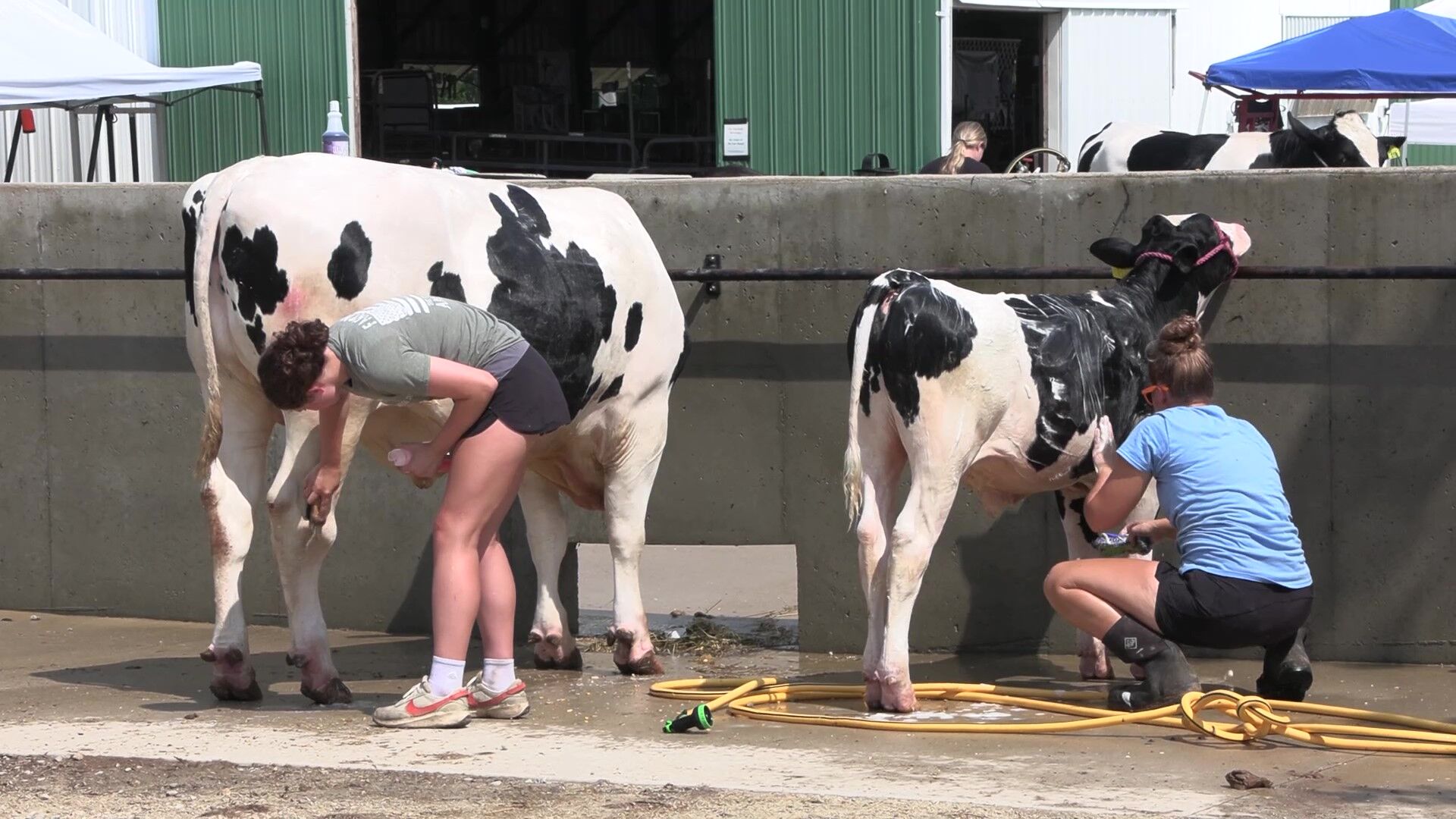 4-H members get ready for Auglaize County Fair